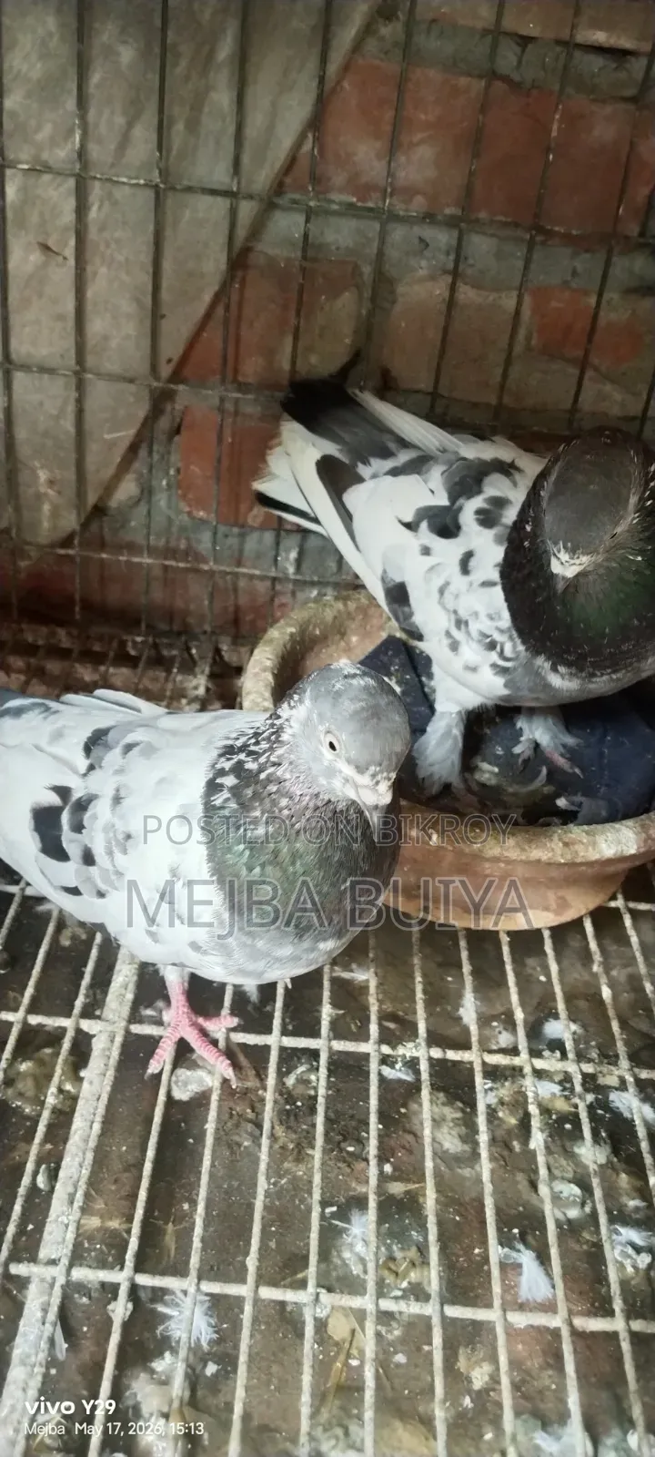 4 Pairs of Pigeons for Sale, Serious Buyers Only