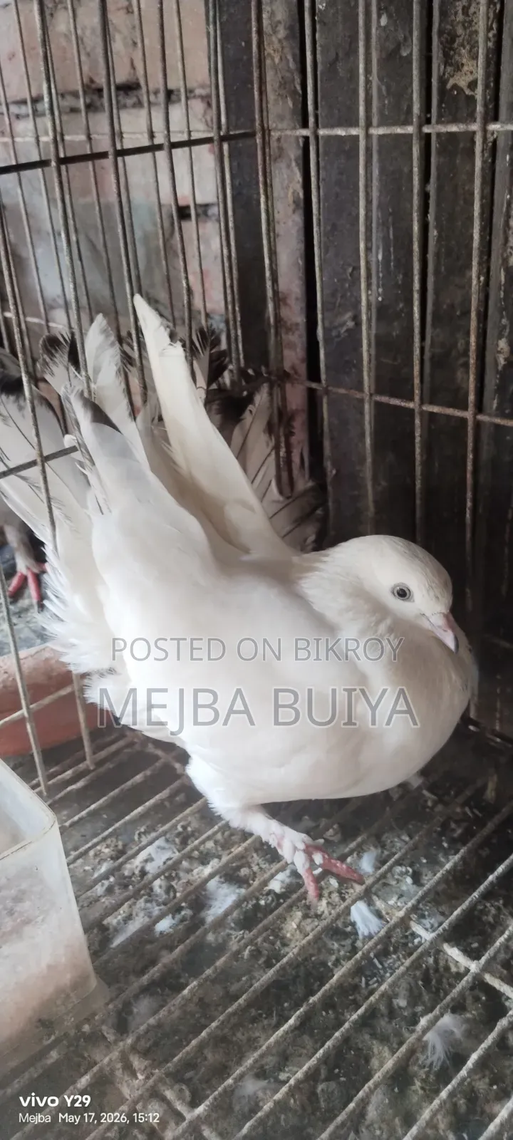4 Pairs of Pigeons for Sale, Serious Buyers Only