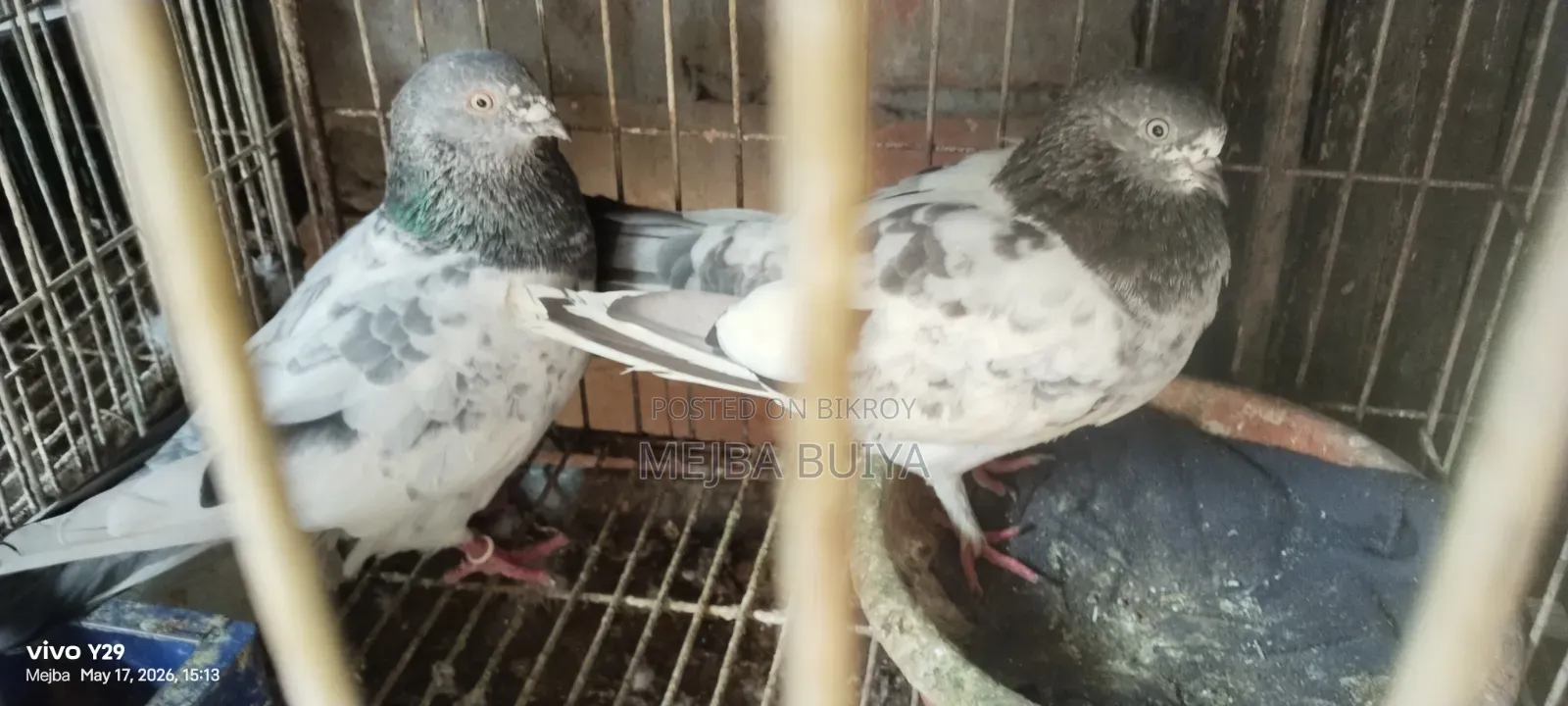 4 Pairs of Pigeons for Sale, Serious Buyers Only