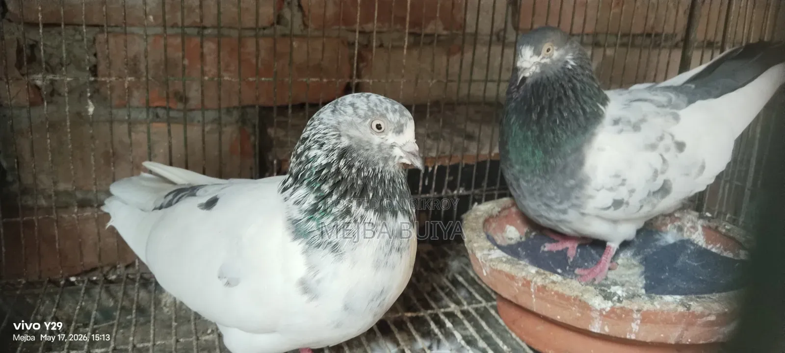4 Pairs of Pigeons for Sale, Serious Buyers Only