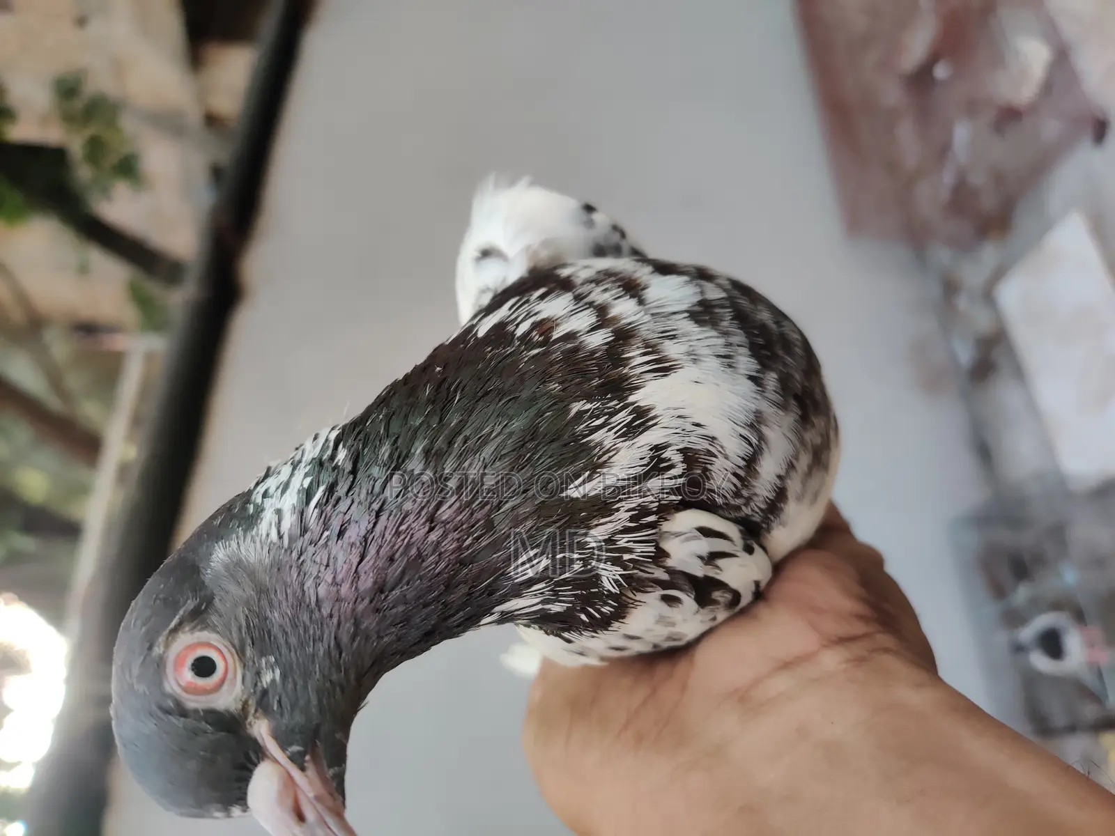 Kamagar Pigeon