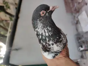 Kamagar Pigeon
