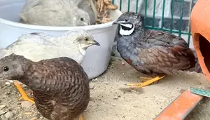 King Quail Running