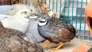 কিং কোয়েল রানিং