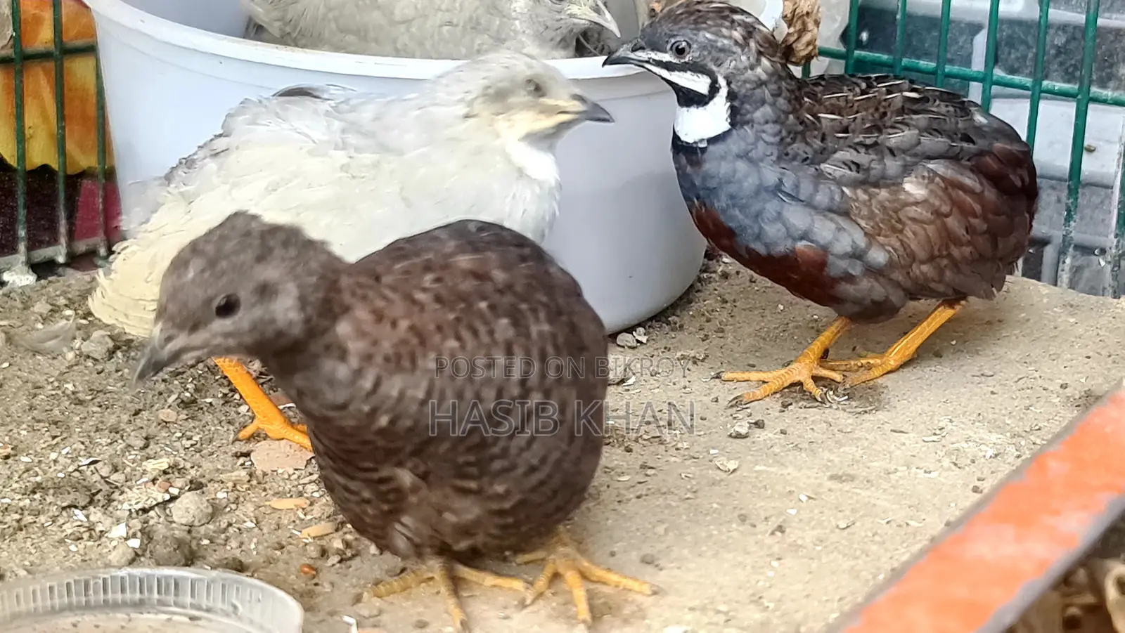 কিং কোয়েল রানিং