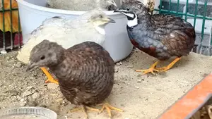 কিং কোয়েল রানিং