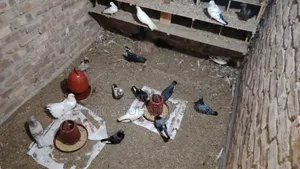 Selling some pigeons due to financial problems