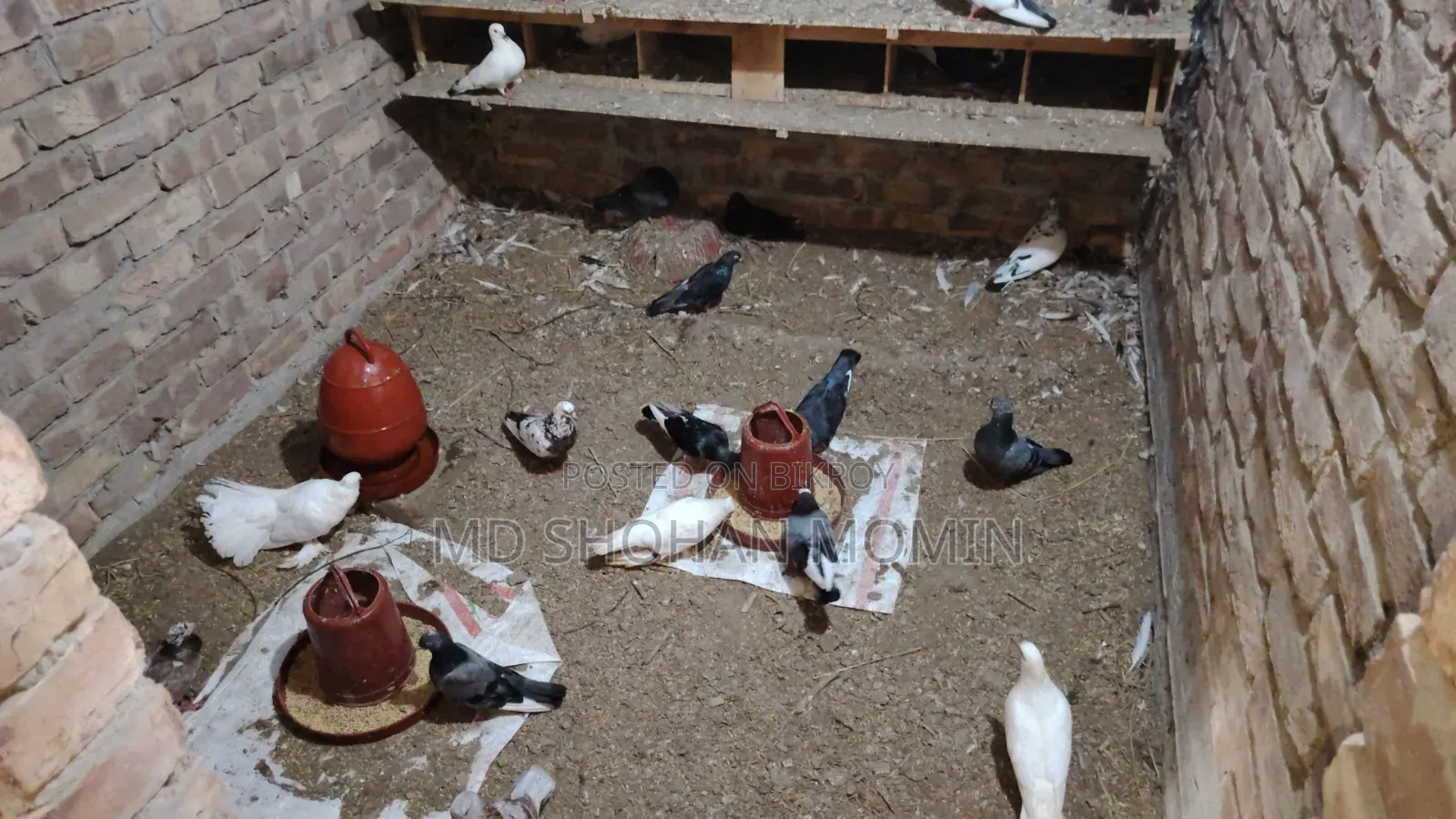 Selling some pigeons due to financial problems