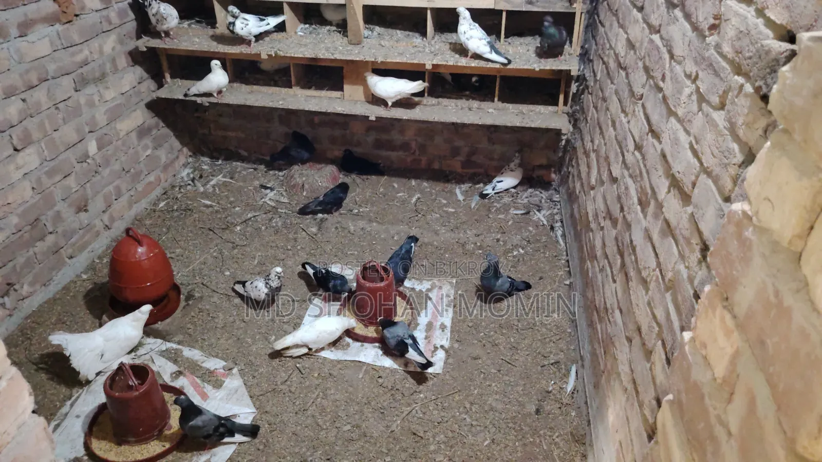 Selling some pigeons due to financial problems