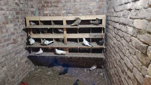 Selling some pigeons due to financial problems