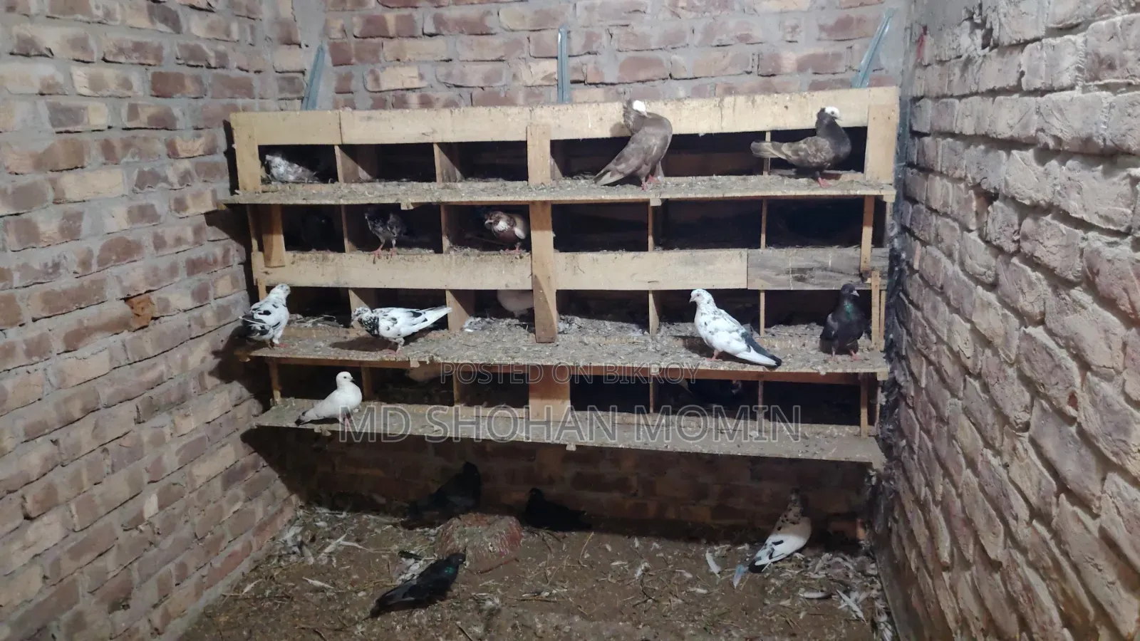 Selling some pigeons due to financial problems