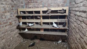 Selling some pigeons due to financial problems