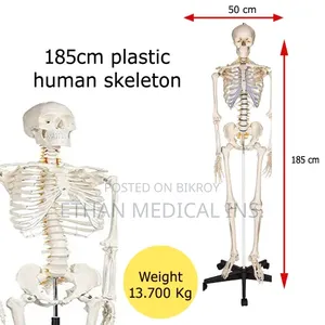 Full Human Body Anatomical Skeleton