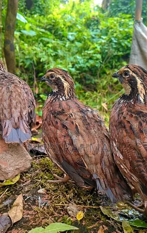Quail Bird