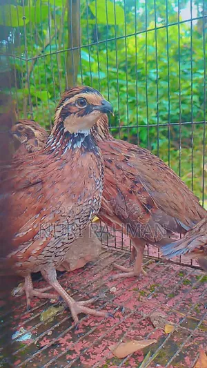 Quail Bird