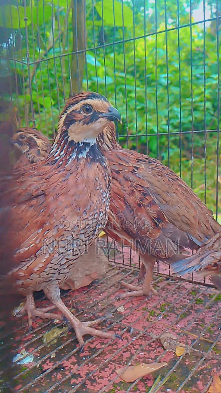 Quail Bird