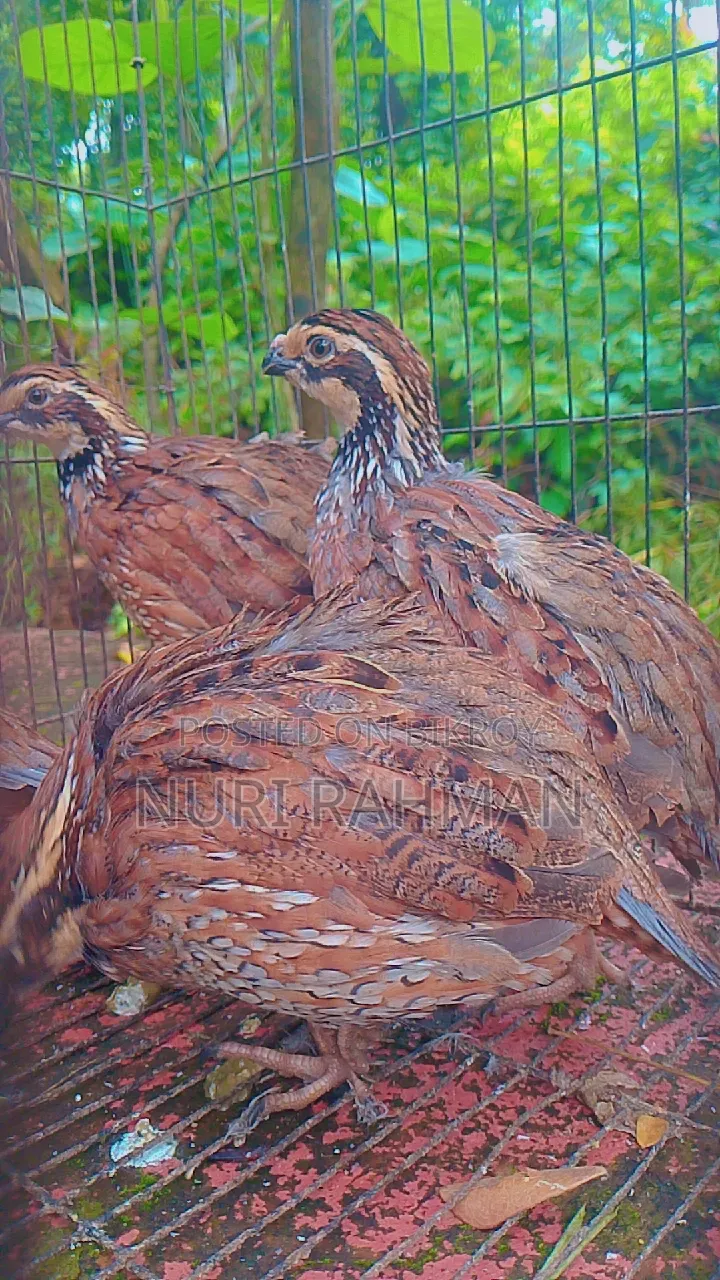 Quail Bird