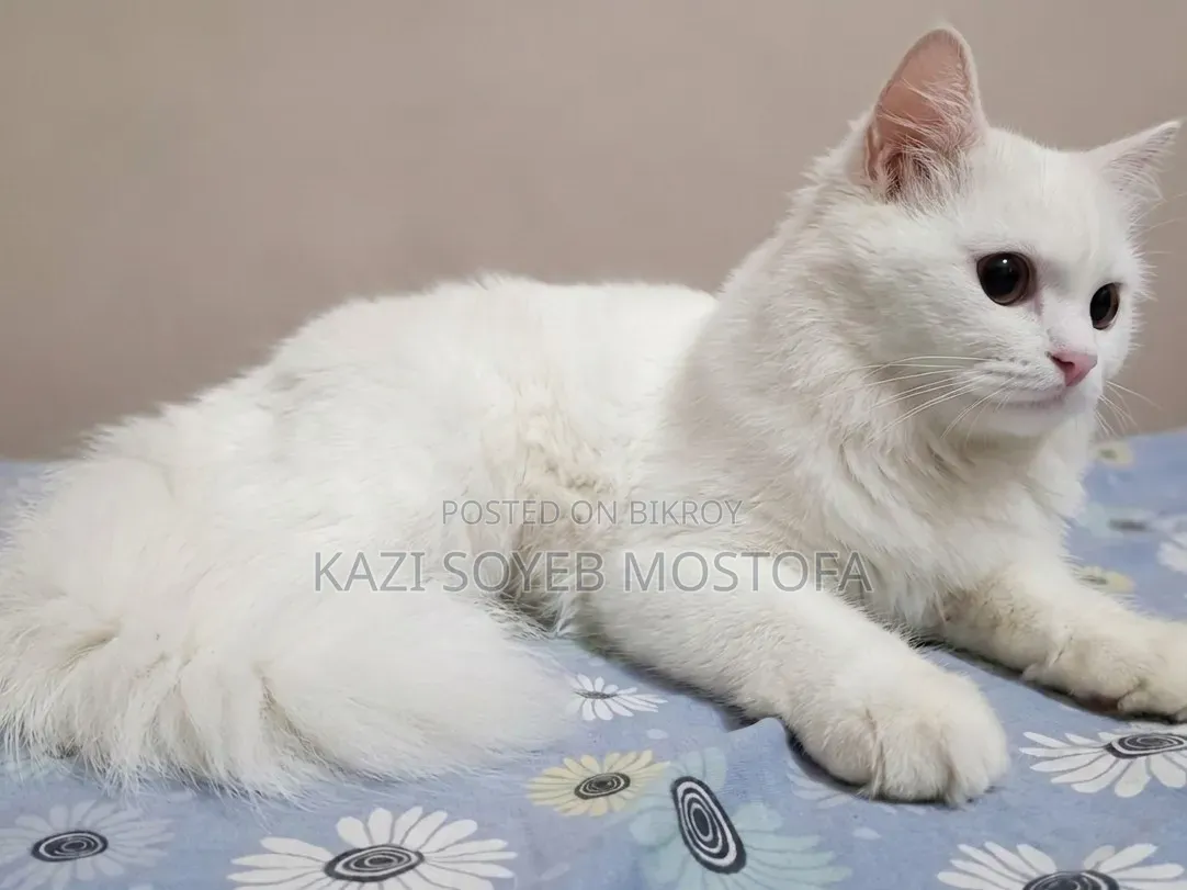 3-6 Months Male Mixed Breed Persian