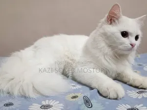 3-6 Months Male Mixed Breed Persian