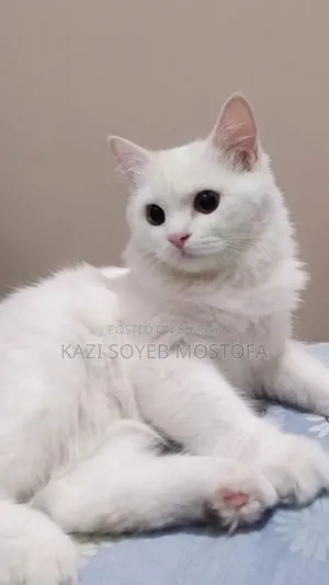 3-6 Months Male Mixed Breed Persian