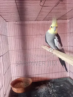 Cockatiel for sale
