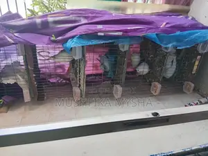 Pigeons with Cage