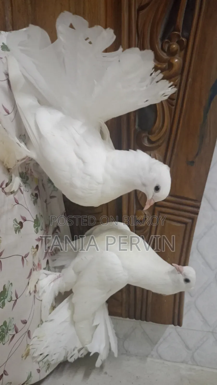 Lakha Pigeon
