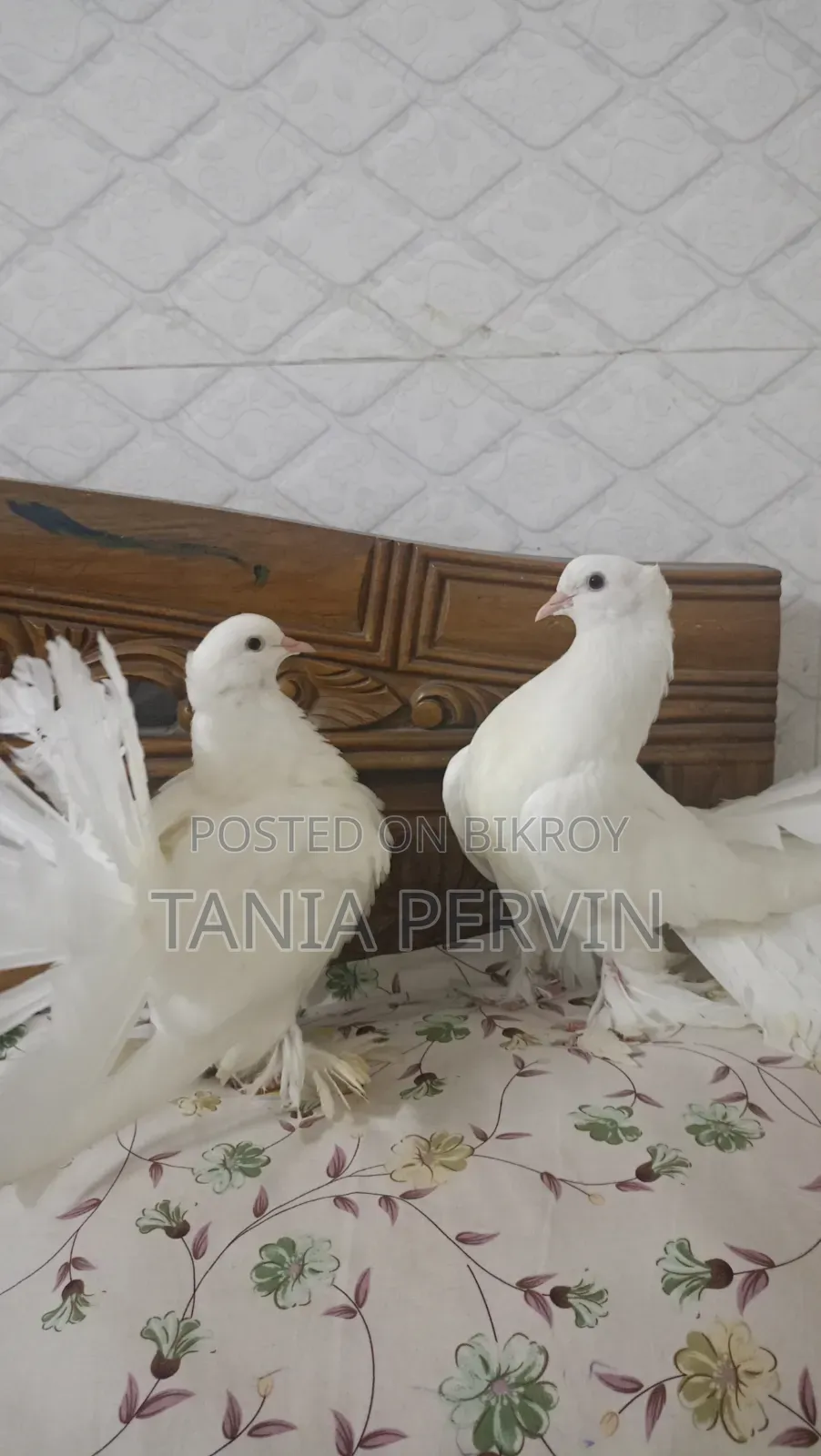 Lakha Pigeon