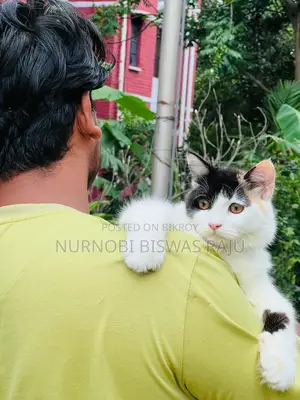 ৩-৬ মাস বয়সী ফিমেল পিওরব্রেড পার্সিয়ান