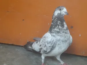 মাদি কবুতর