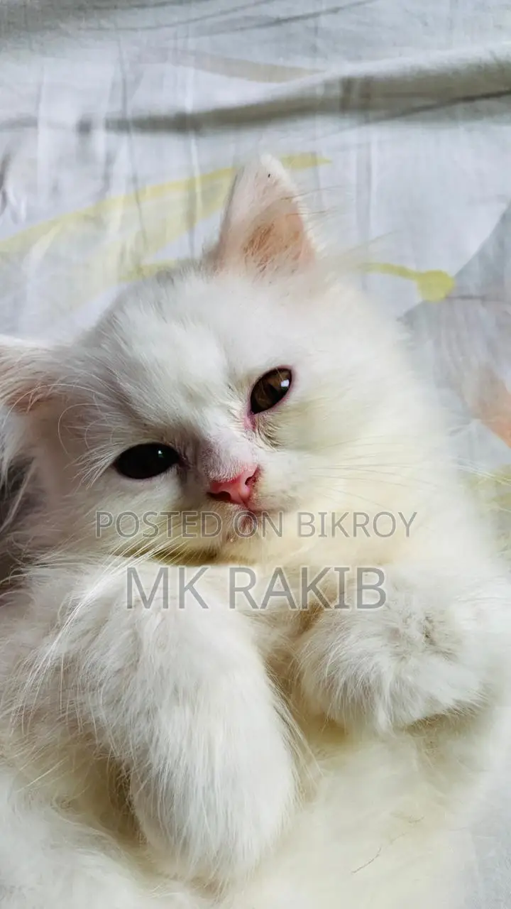 1-3 months Male Purebred Persian