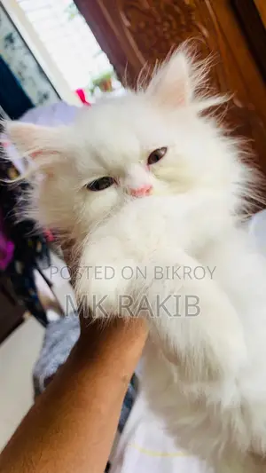 1-3 months Male Purebred Persian
