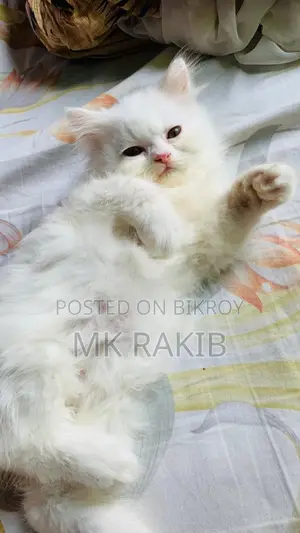 1-3 months Male Purebred Persian