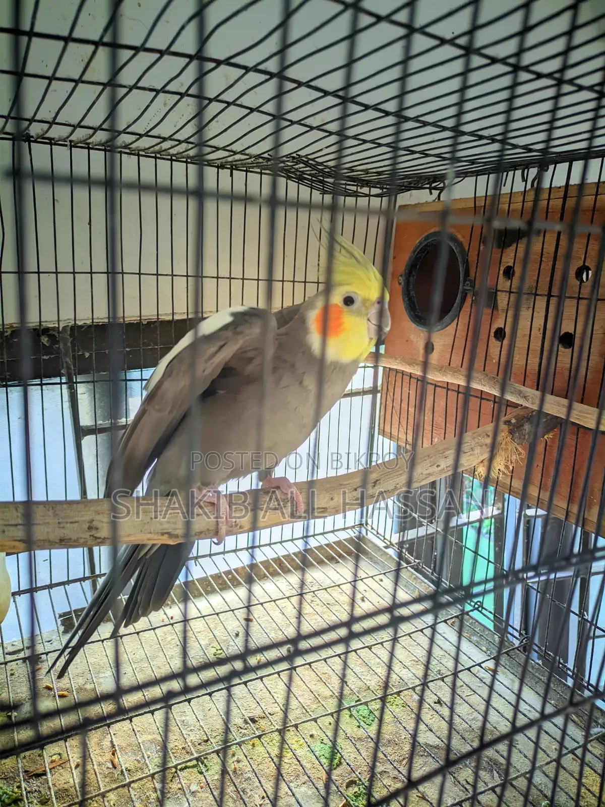 Cockatiel Bird with Eggs - Beautiful Appearance