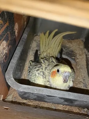 Cockatiel Bird with Eggs - Beautiful Appearance