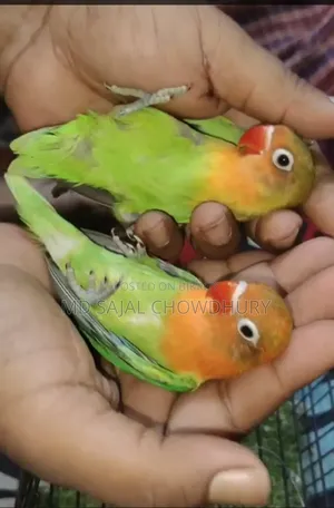 Jiko-Miko Full Tame Lovebirds | Flying Tame Inbox to buy