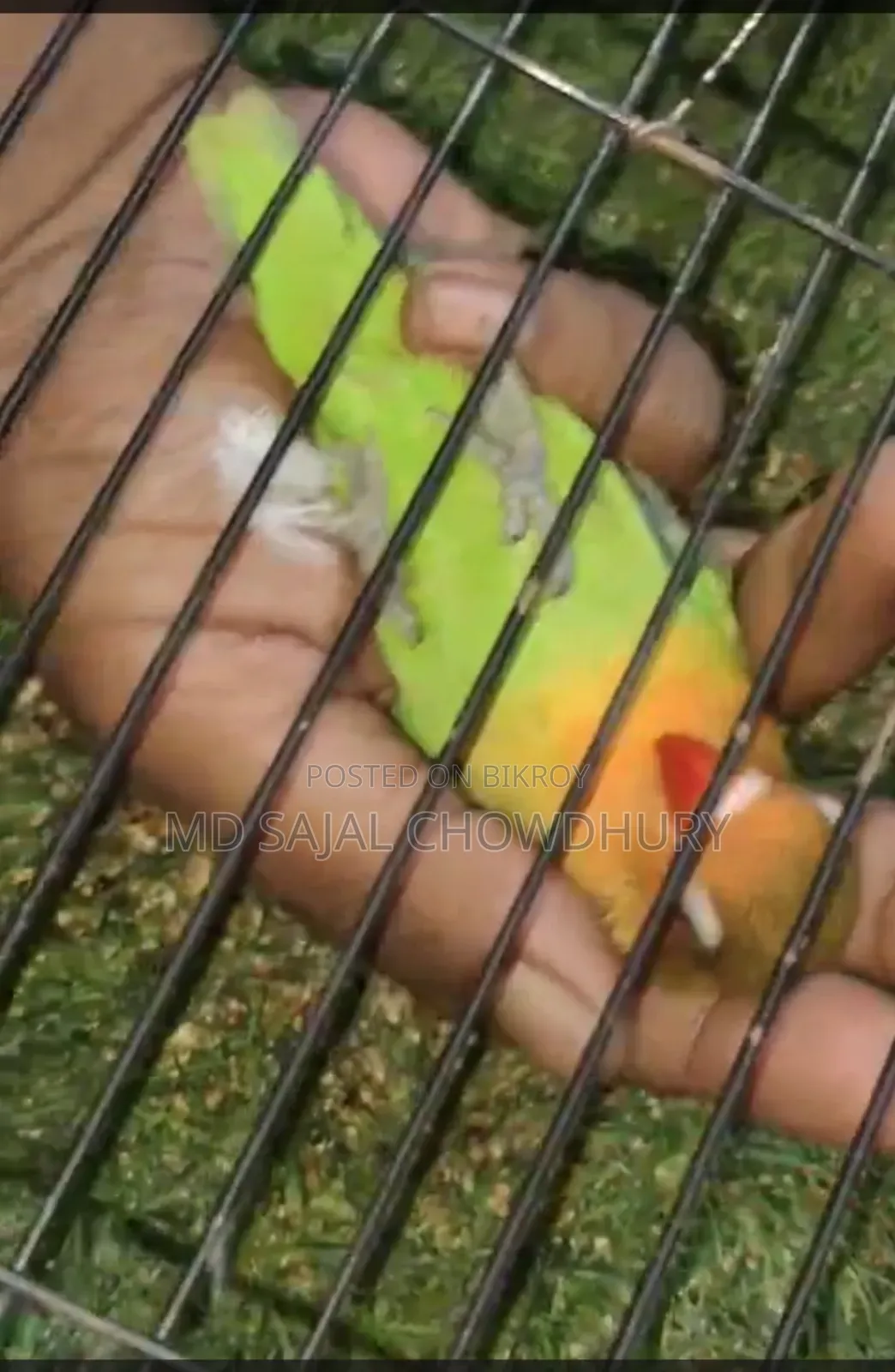 Jiko-Miko Full Tame Lovebirds | Flying Tame Inbox to buy