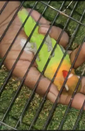 Jiko-Miko Full Tame Lovebirds | Flying Tame Inbox to buy