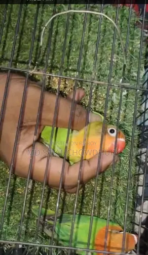 Jiko-Miko Full Tame Lovebirds | Flying Tame Inbox to buy