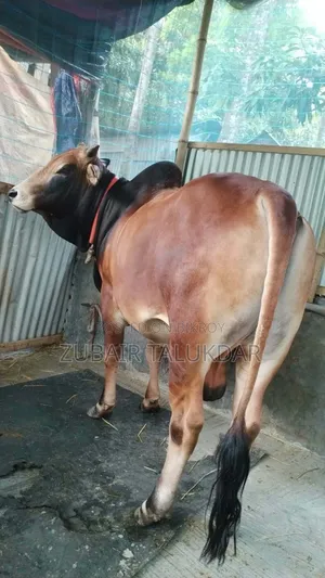 Qurbani Cow