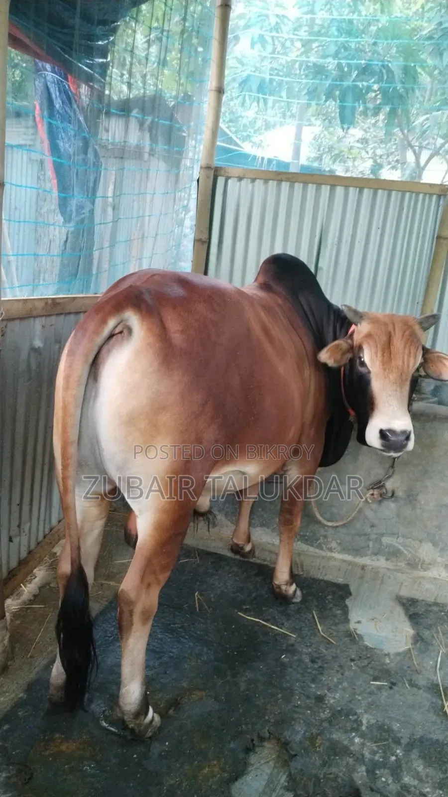 Qurbani Cow