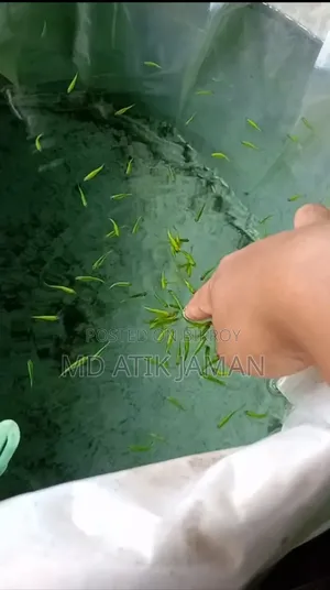 Zebra Fish