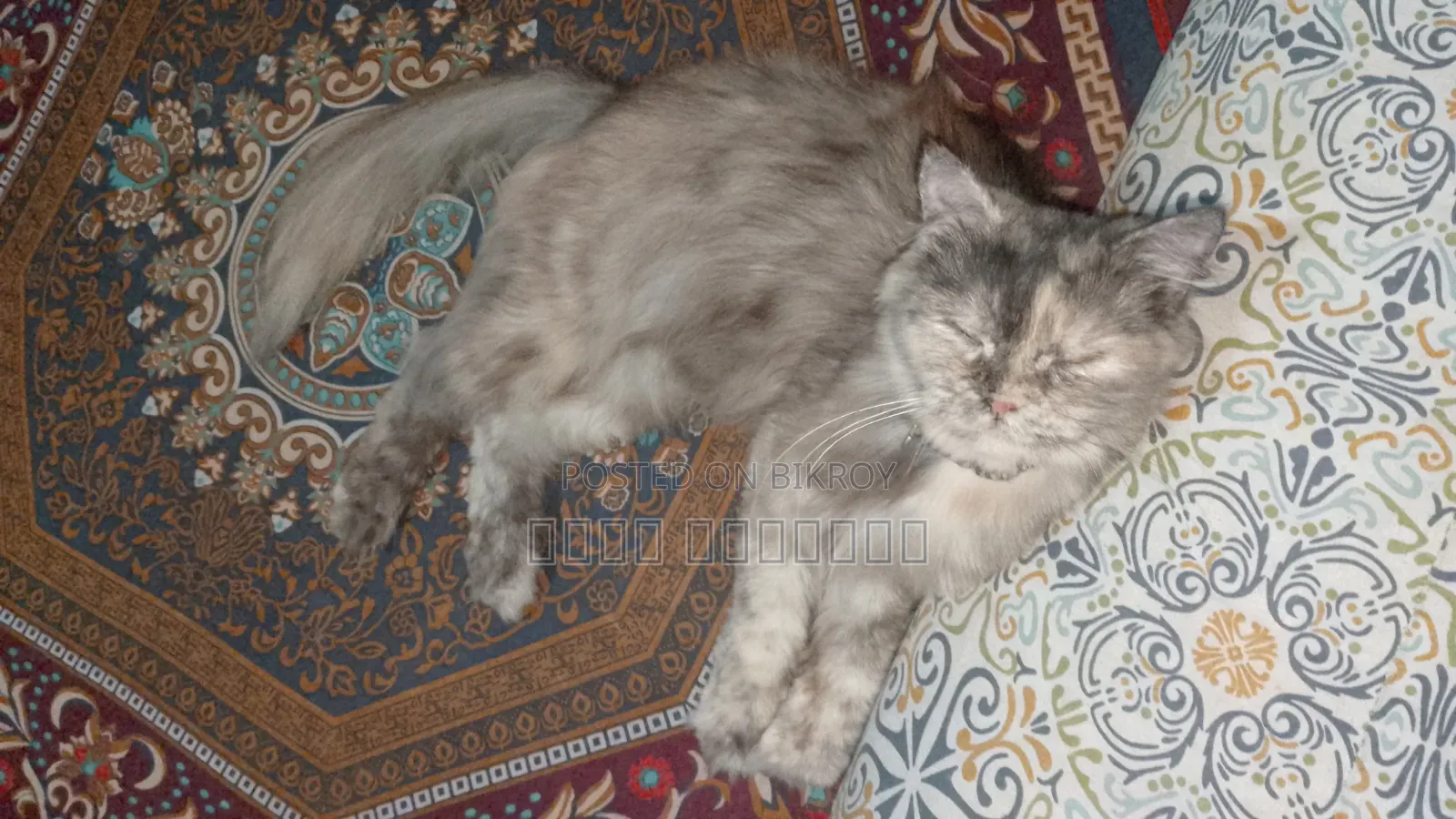 1+ Year Female Purebred Persian