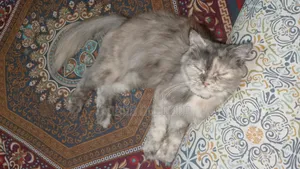 1+ Year Female Purebred Persian