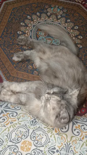 1+ Year Female Purebred Persian