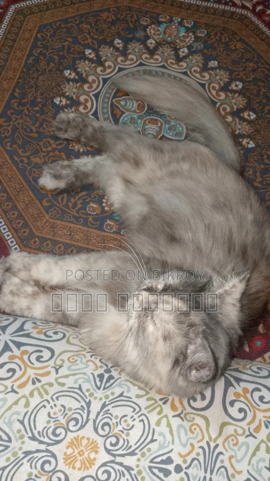 1+ Year Female Purebred Persian