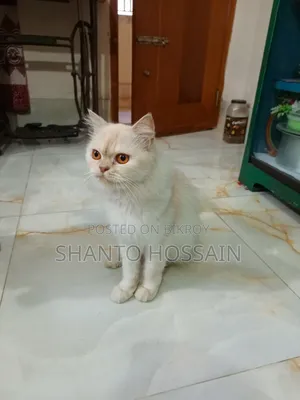 1+ Year Female Purebred Persian