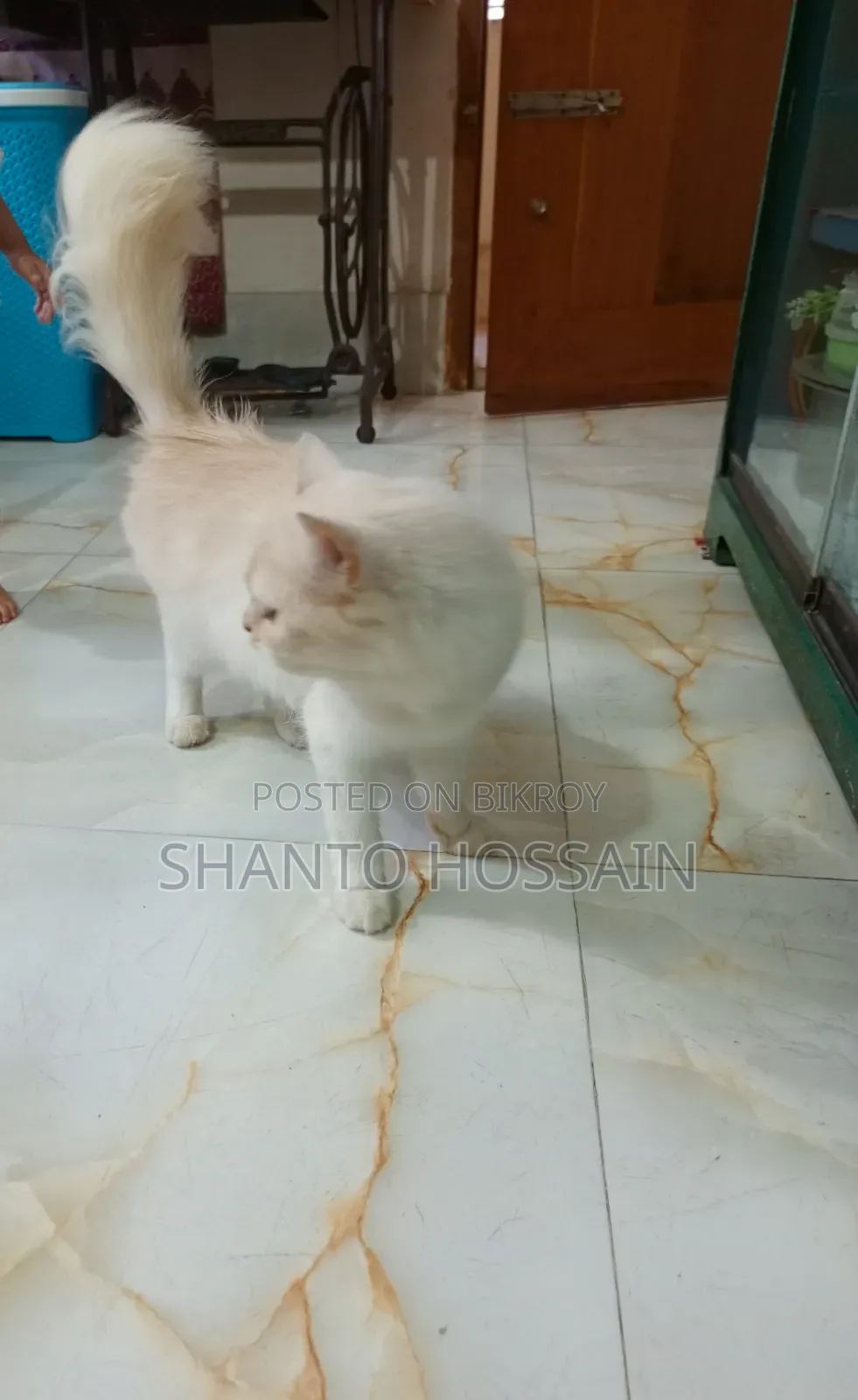 1+ Year Female Purebred Persian