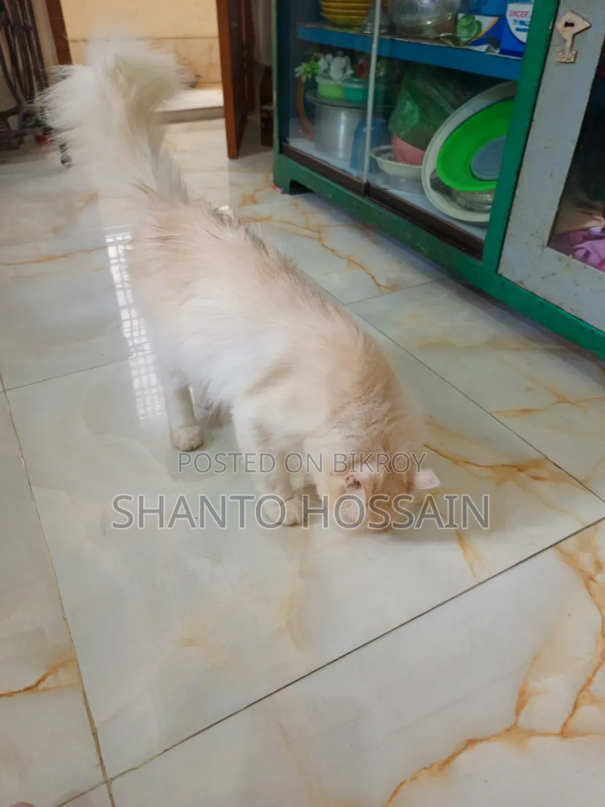 1+ Year Female Purebred Persian