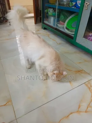 1+ Year Female Purebred Persian